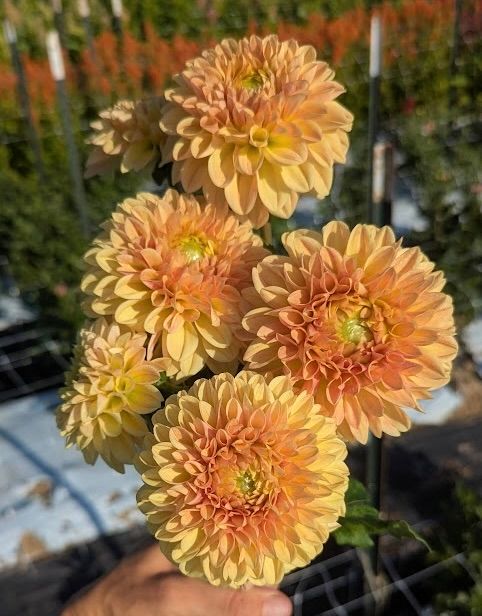 Darcy Dahlia Tuber