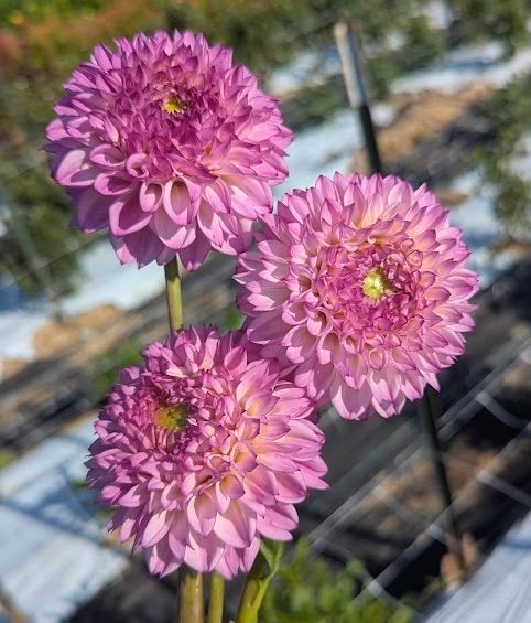 Hilltop Glo Dahlia Tuber