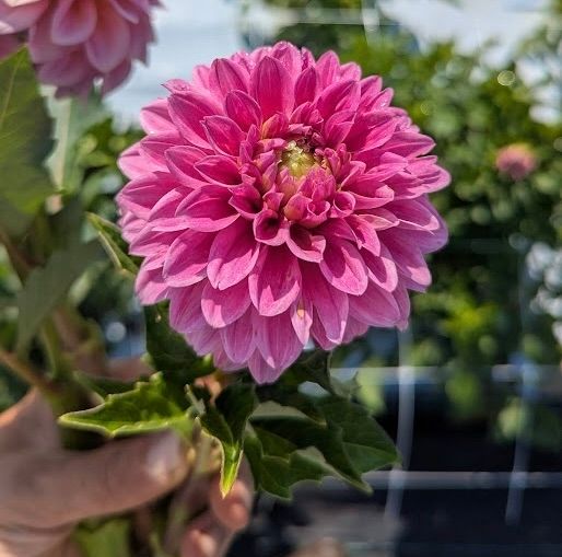 Lavadandy Dahlia Tuber