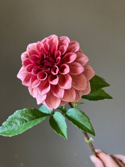 KA's® Mocha Katie Dahlia Tuber