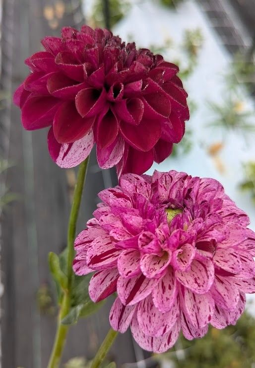 Not Marble Ball Dahlia Tuber
