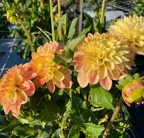 Jowey Paula Dahlia Tuber