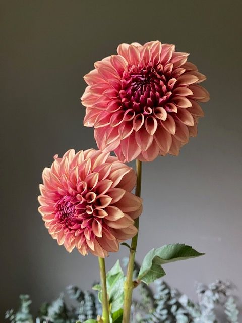 KA's® Creme Brulee Dahlia Tuber