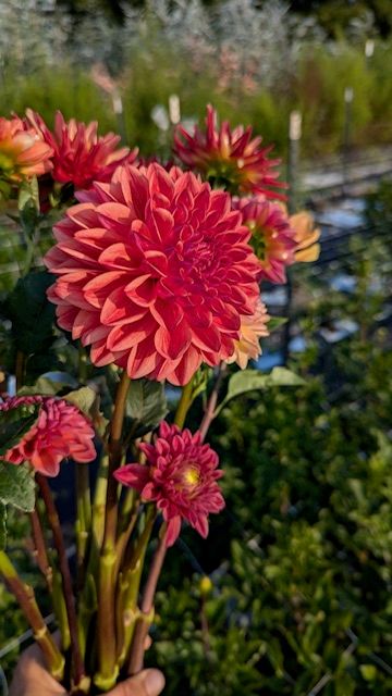 Bulk Tubers, All That Jazz, 5 Tubers