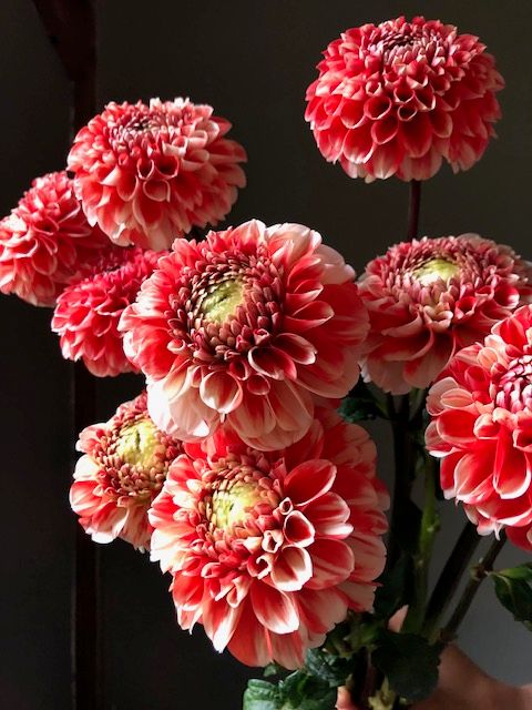 Bulk Tubers, Luan, 5 Tubers