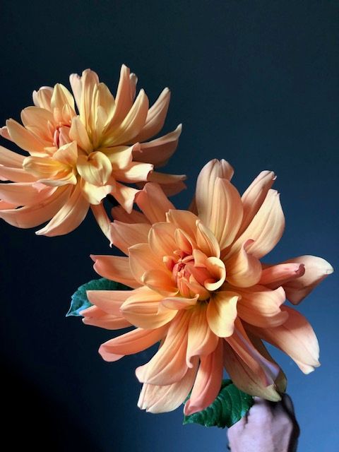 Bulk Tubers, Andrew Charles, 5 Tubers