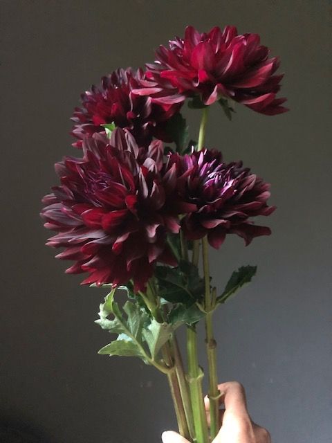 Bulk tubers, Hollyhill Black Beauty, 5 tubers