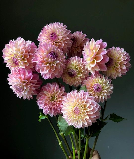 Bulk Tubers, Coralie, 5 tubers