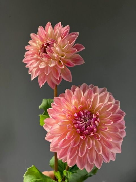 Bulk Tubers, Bloomquist Alan, 5 tubers