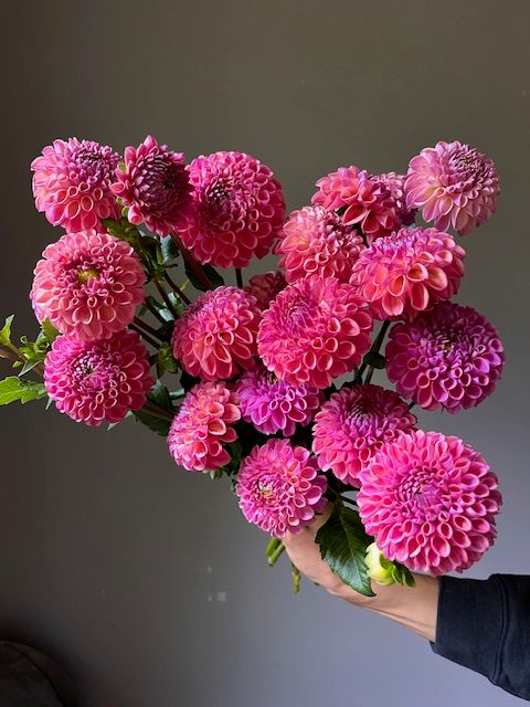 Bulk Tubers, Caitlin's Joy, 5 Tubers