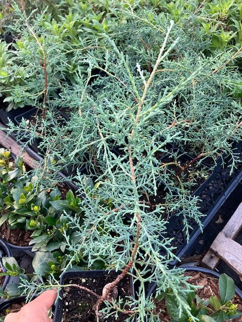 Arizona Cypress, 'Carolina Sapphire', tree, quart pot