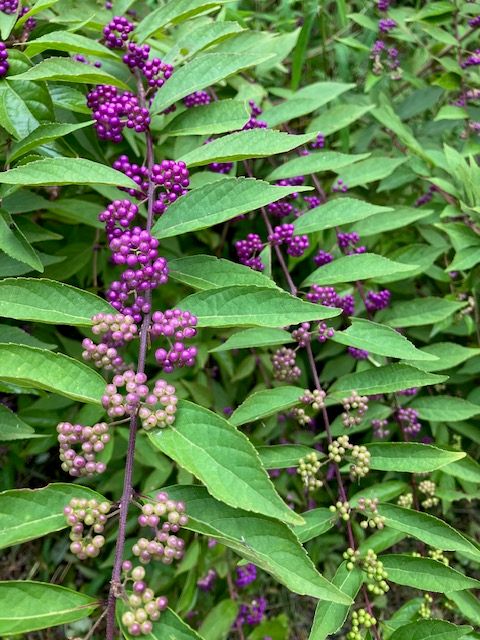Purple Beautyberry, 'Early Amethyst', Callicarpa dichotoma, Quart Pot