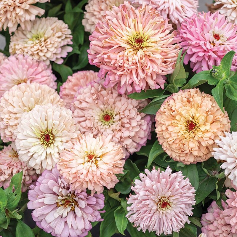 Zinnia, 'Ballerina', annual, 2 1/3" Eco Pot