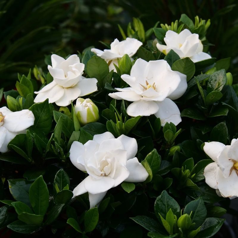 Gardenia, 'Steady as She Goes®', Proven Winner, shrub, quart Pot