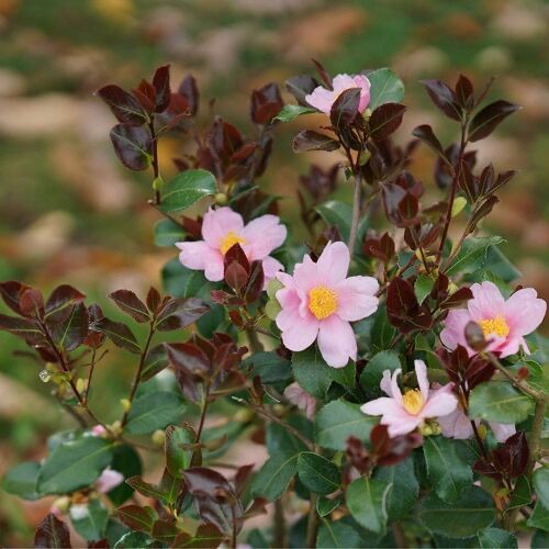 Camellia, 'Just Chill Red Tip™', perennial shrub, Proven Winner, gallon pot