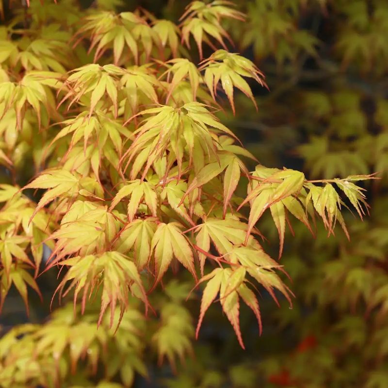 Japanese Maple, Acer palmatum, 'Katsura,' small tree, gallon pot