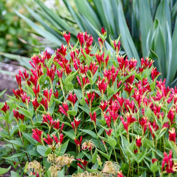 Spigelia, 'Apple Slices,' perennial, Proven Winner, NATIVE, 3/4 Gallon Pot