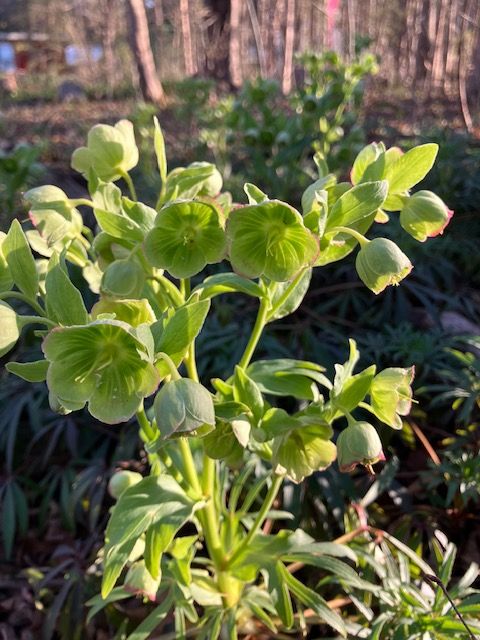Bearsfoot Hellebore, Helleborus foetidus, shade perennial, quart pot