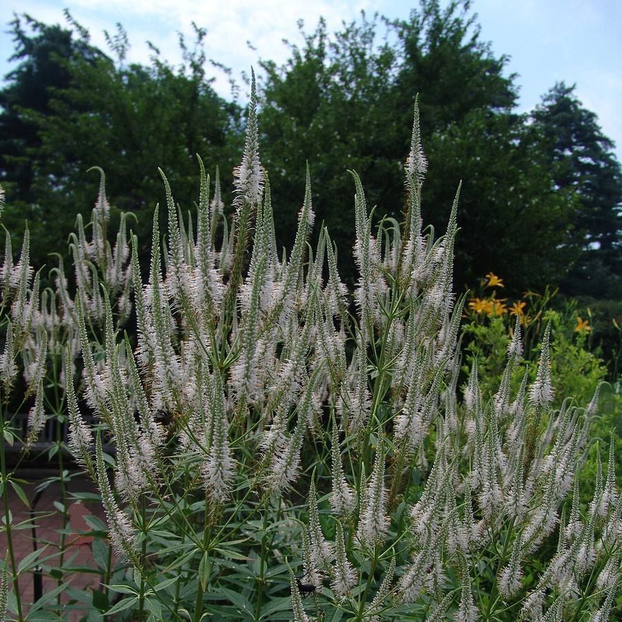 Culver's Root, veronicastrum virginicum, NATIVE plant, perennial, quart pot