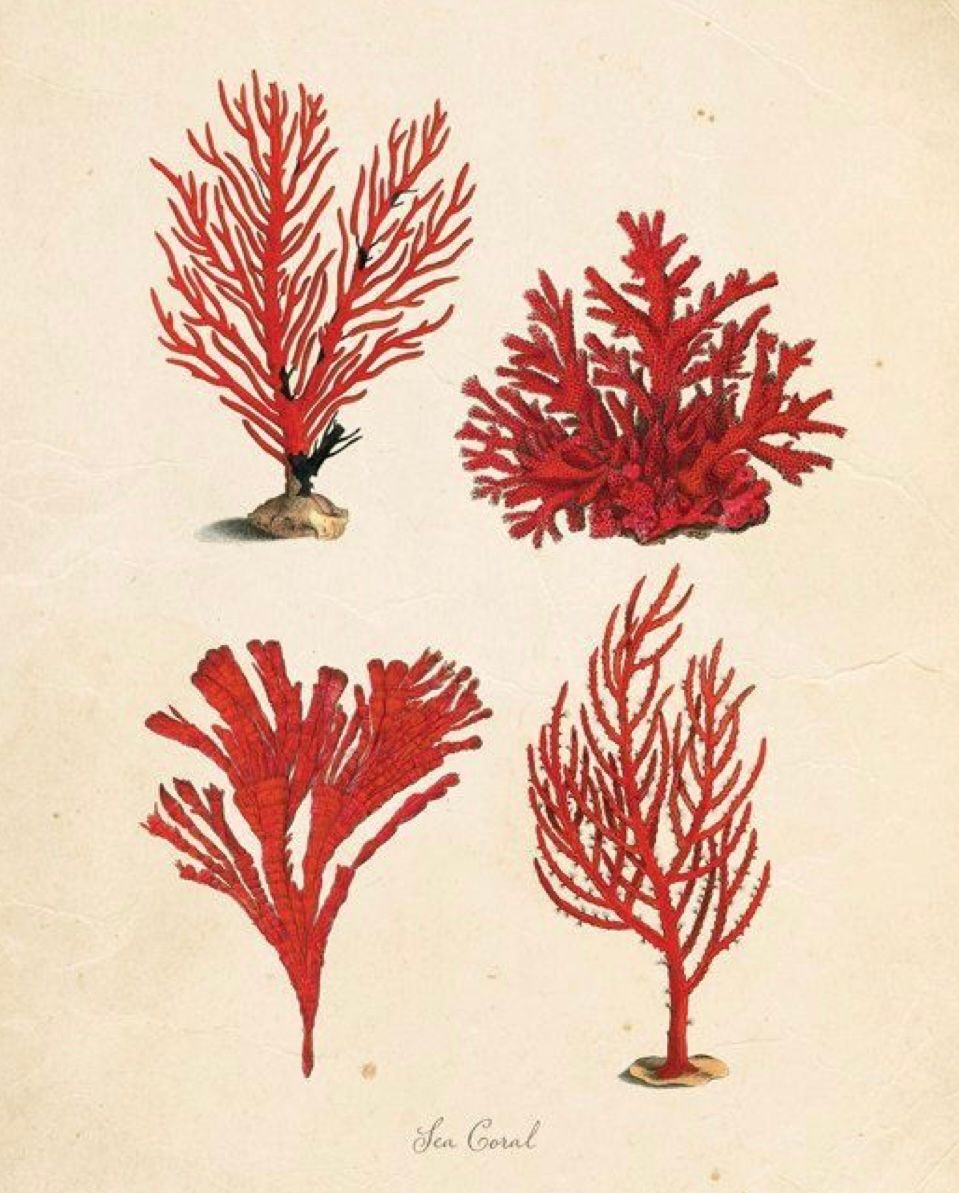 Cameo coral branches  earrings