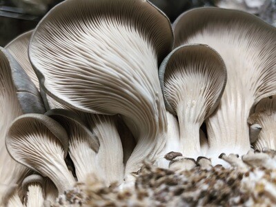 Oyster Mushrooms - Vitruvian Farms