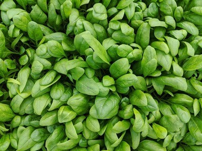 Spinach