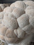 Lion&#39;s Mane Mushrooms