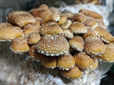 Chestnut Mushrooms (0.5 lb) - Vitruvian Farms