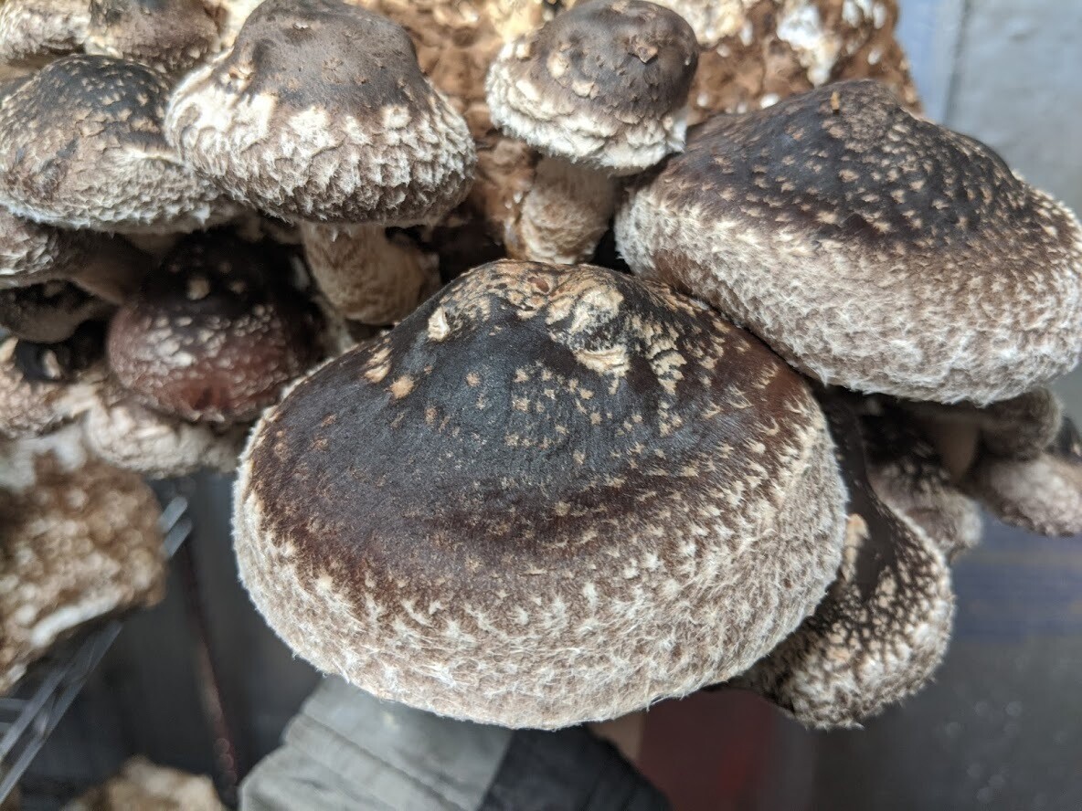 Shiitake Mushrooms - Vitruvian Farms