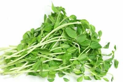 Pea Shoot Microgreens