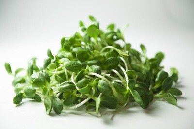 Sunflower Shoot Microgreens