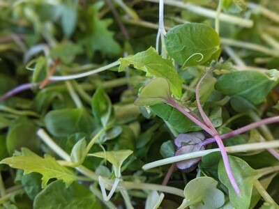 Petite Salad Mix