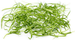 Fennel Microgreens