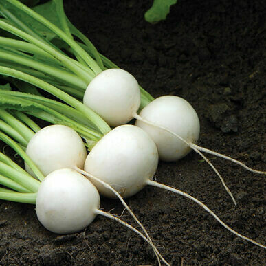 Fresh Turnips (lb) - Vitruvian Farms