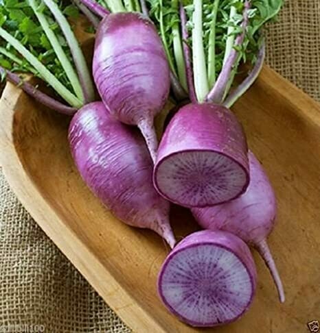 Purple Daikon Radish (lb) - Vitruvian Farms