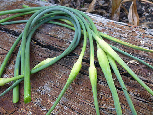 Garlic Scapes (bunch) - Vitruvian Farms