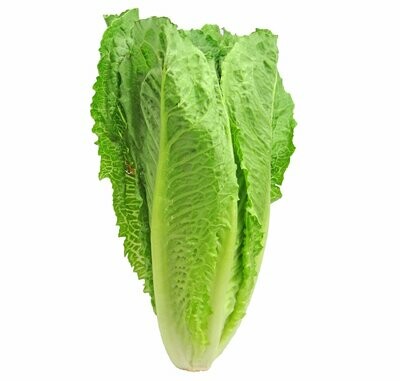 Romaine Lettuce (head)