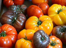 Heirloom Tomatoes - Vitruvian Farms
