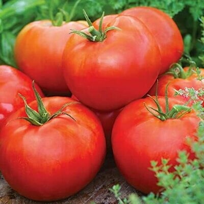 Red Slicing Tomatoes