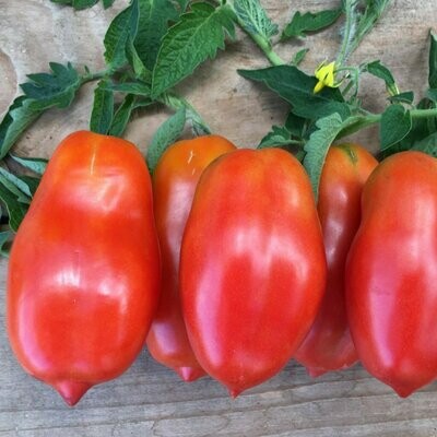 San Marzano (Roma) Tomatoes