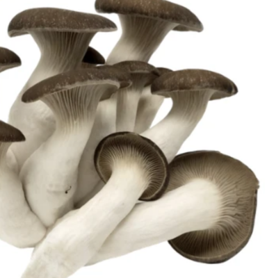 King Oyster Mushrooms (0.5lb) - Vitruvian Farms