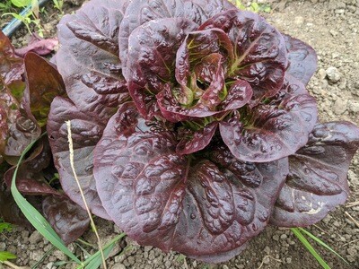Gem Lettuce - Vitruvian Farms