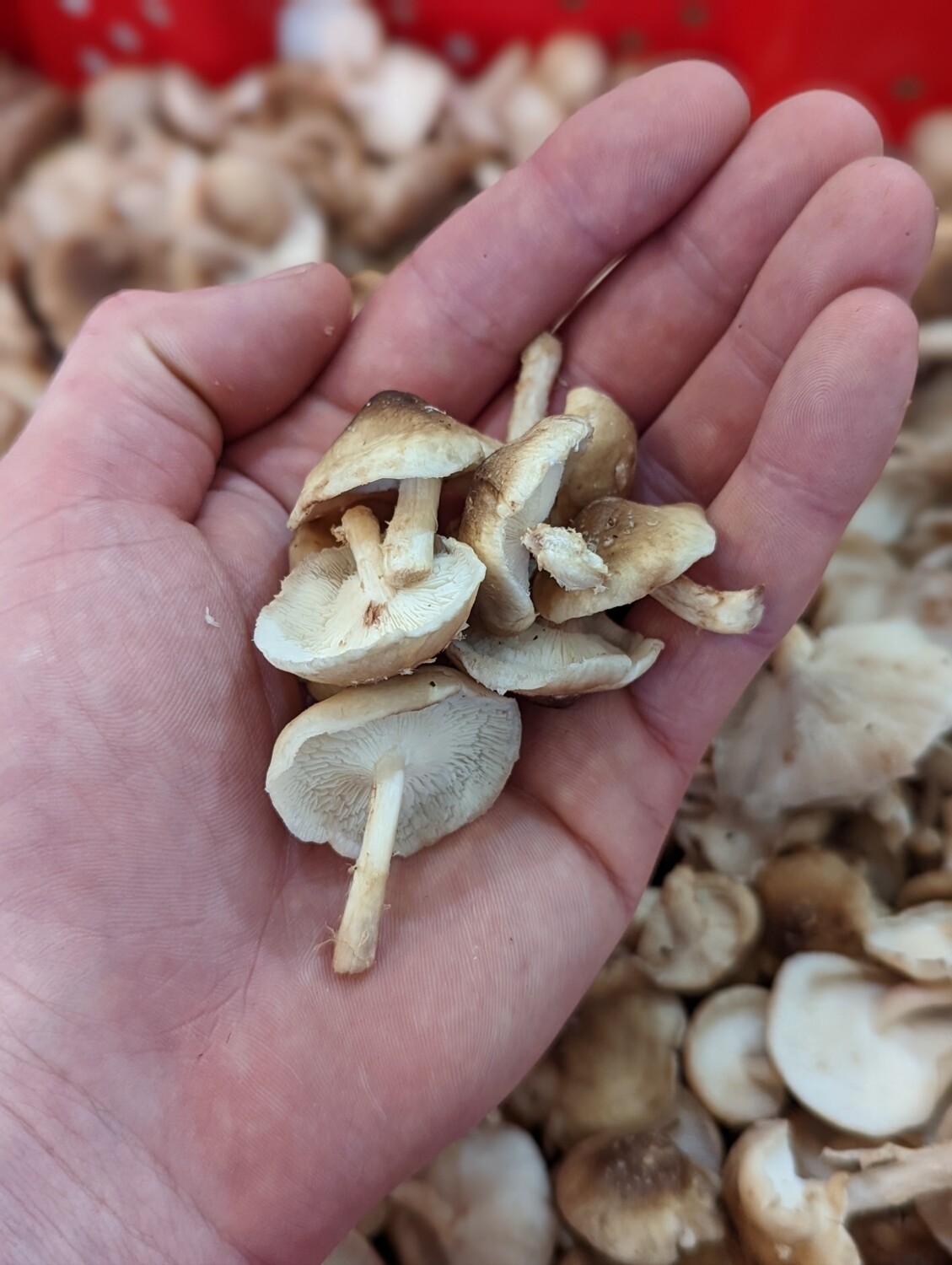 Micro Shiitake Mushrooms (0.5lb) - Vitruvian Farms