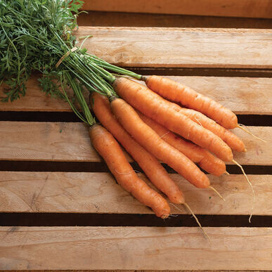 Carrots (lb-topped) - Vitruvian Farms