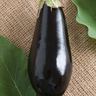 Eggplant (each) - Vitruvian Farms