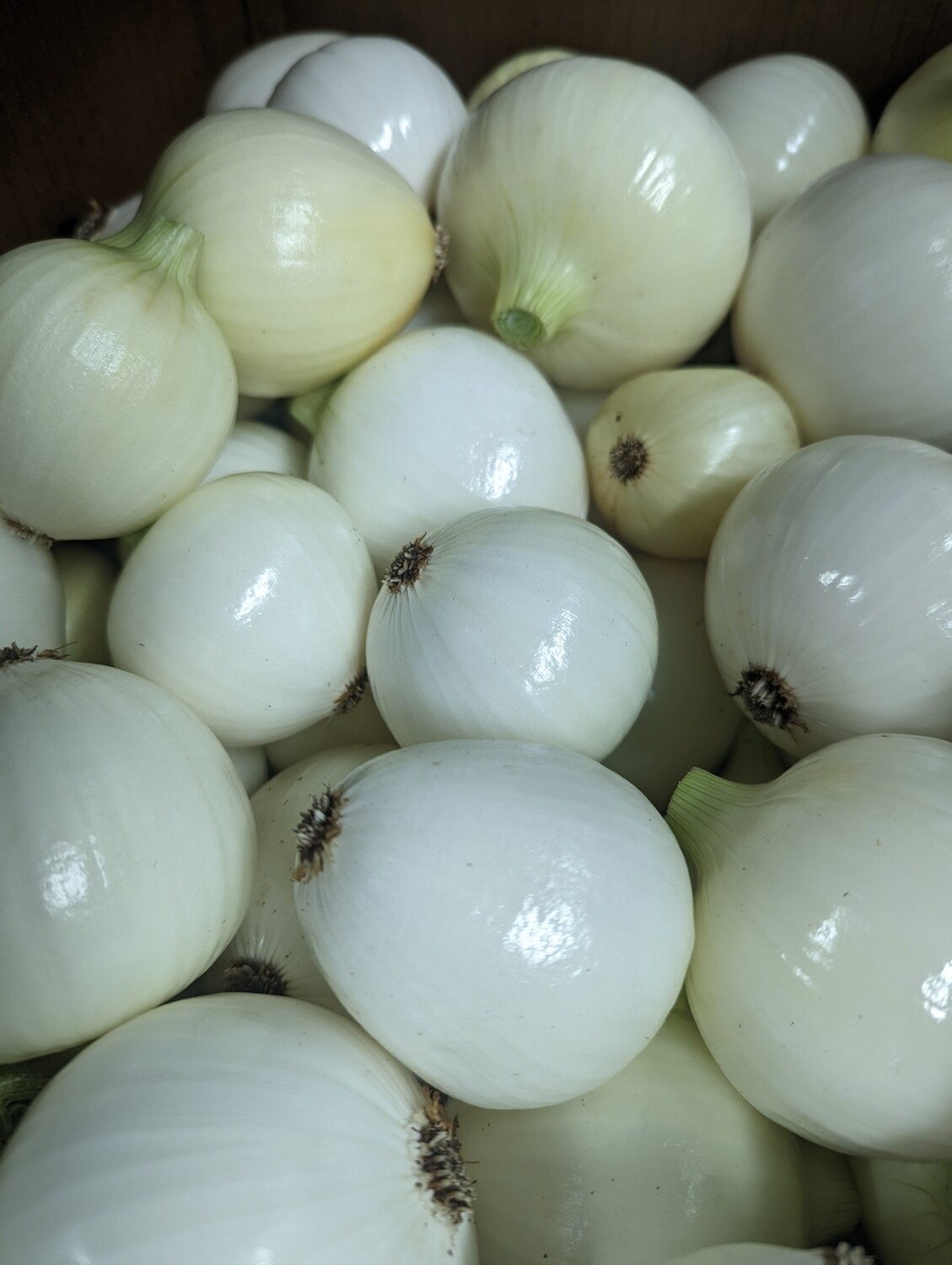 Candy Onions (2lb) - Driftless Organics