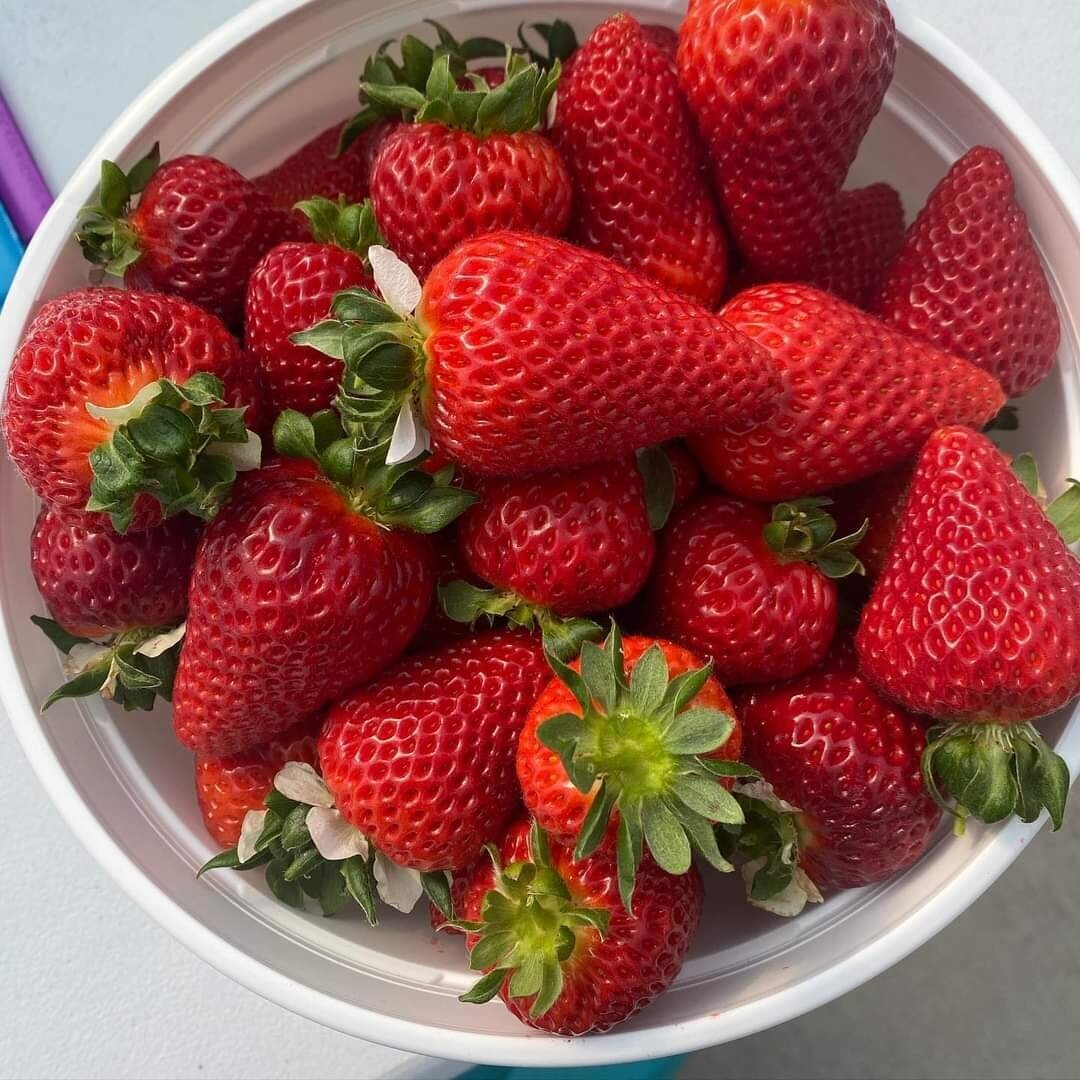 Warm Belly Strawberries