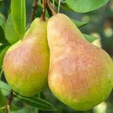 Green Flemish Pears (3lb) - Barnard Farms