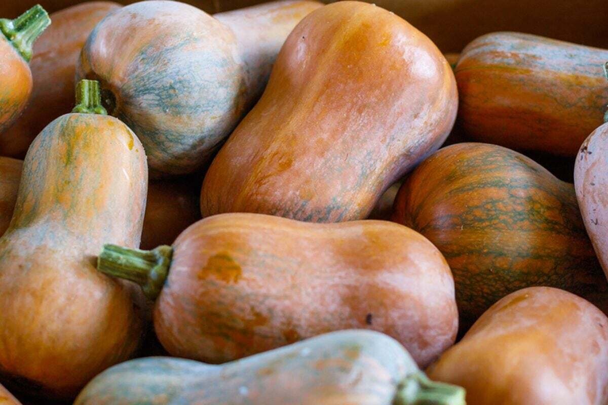 Honeynut Squash
