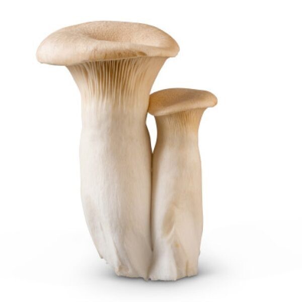 King Trumpet Mushrooms (0.5lb)